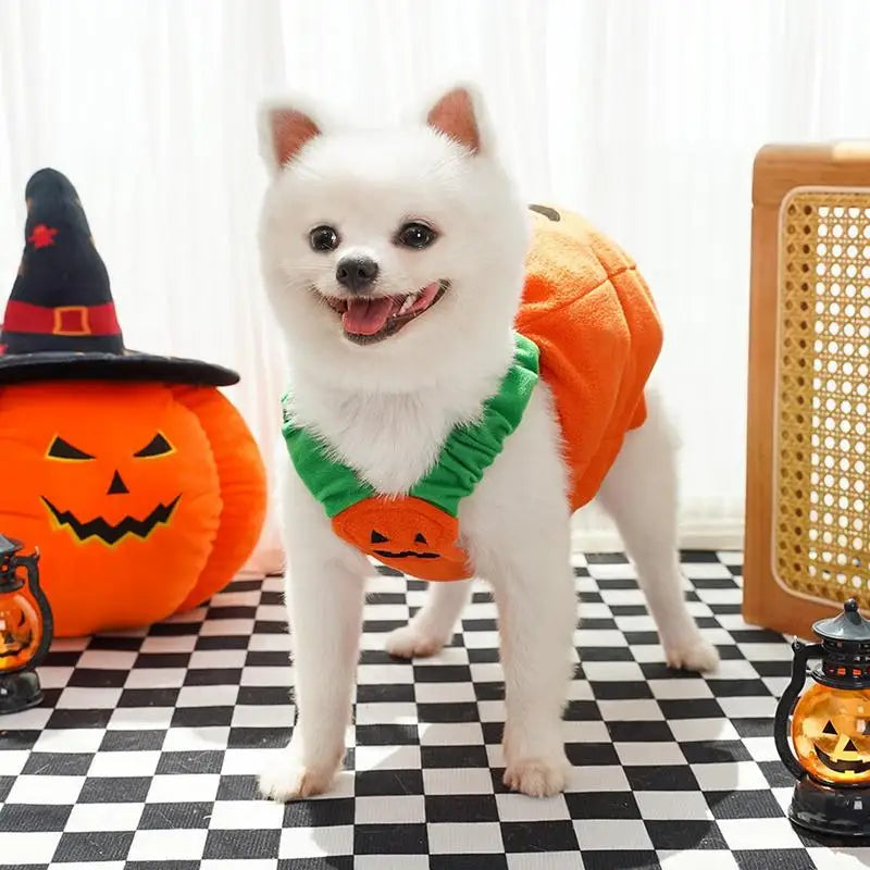 Pumpkin Doggie